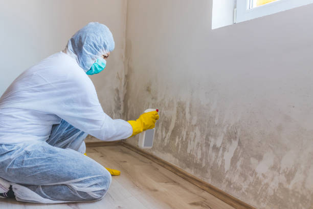 Licensed Mold Remediation service in George Mason, VA - 24 Hour Mold Removal