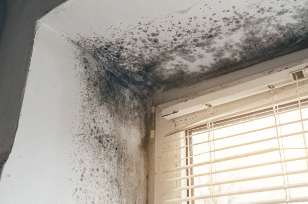 Affordable Mold Remediation solutions in George Mason, VA
