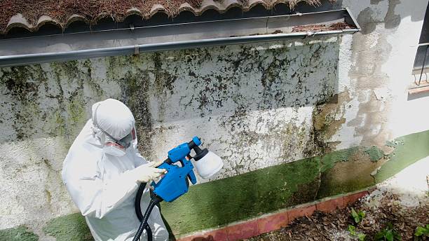 Top rated local Mold Remediation specialists in George Mason, VA